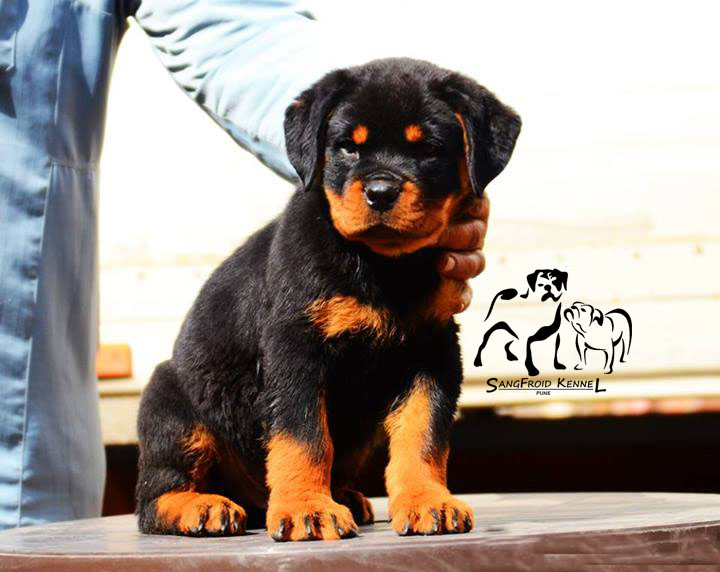 Image of Rottweiler posted on 2022-08-22 04:07:05 from PUNE